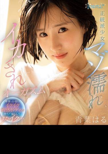CAWD-878 Orthodox Masochistic Girl Gets Wet And Cums To Orgasm. Her Delicate And Weak Sensitive Body Falls, Leaks, And Cums Again... Haru Aoba (Blu-ray Disc)
